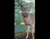 You have a pet deer that must be so boring