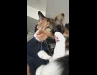 Black orange white cat makes small nosies 