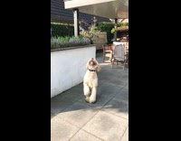 White Slowmo Dog Tries To Catch Tennis Ball and Gets Hit in Crotch