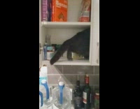 Woman asks why cat is in cabinet 