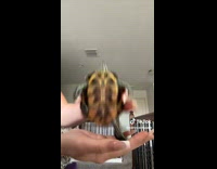 Collab Clips MPUGC - Turtle dancing to B.A.S