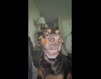 Collab BitchMP - Black dog making motorcycle noises smoking 