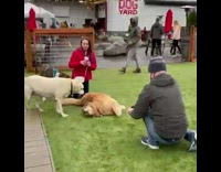 Two dogs lay grass guy grey jacket