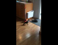 black bird inside house walking in kitchen