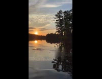 Guy throws fish into water for bird 