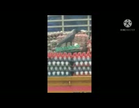 Crow crack eat egg back of truck