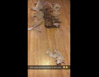 brown dog ripping up brown paper