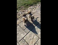 2 small dogs walk with stick in their mouths 