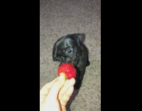 black puppy eats strawberry