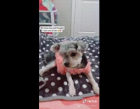 Grey small dog react to squeaky sound