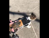 Cat uses pink wheelchair walker to walk  
