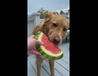 Brown dog eats and poses with watermelon 
