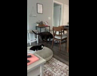 Collab BitchMP - Dog squishing brother cat 