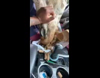 Giraffe eats food womans lap safari