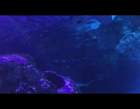 Sharks swim in aquarium fish suddenly appears