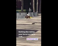 Guy with pet ferret plays with dog 