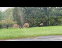 Bucks fight and play outside the yard