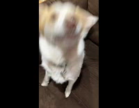 Compilation of dog stands to the filmer