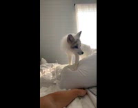 Collab BitchMP - White fox dog jumping on white pillow 