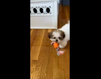 Brown white puppy dog shakes orange toy 