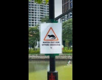 Otters crossing and walking on sidewalk 