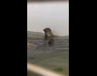 seal catching food and clapping 