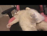 White cat lays back pink black chair 