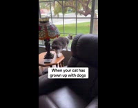 Collab Clips MPUGC - Cat at window barking