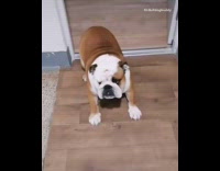 Brown bulldog dog backs up doorway stairs 