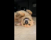 Collab ClipsIG - Golden retriever dog lay on floor smile