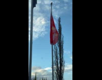 Bird clings to the McDonalds red flag