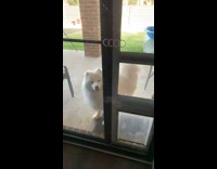 White dog runs into closed doggy door 