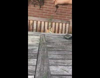 Cat play with plant bait fall from table