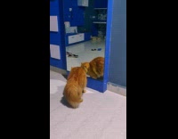 Orange cat stands scratches blue mirror reflection 