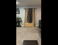 Pitbull standing against window staring outside