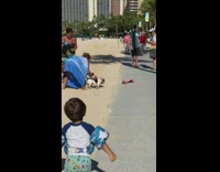 Collab IITW - small dog rides pink skateboard