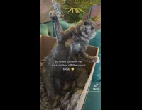 Cat slaps with paw when owner tries to move box 