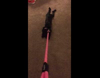 Stubborn black dog pink leash no walk
