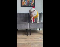 2 bulldogs wear chicken costumes 