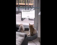 Kitten play with tail of another kitten