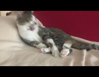 Pet cat licks and cleans its own body Part 3