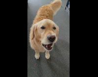 Golden Retriever eats watermelon slices