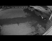 Security camera catches raccoon humping other raccoon 