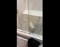 Collab Clips MPUGC2 - Woman sees white dog stuck inside shower