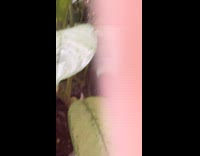 Cat meows back and approaches the filmer