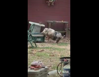 Collab VIBES - Large pig twerks on green cooler backyard