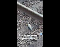 Dead fish on the subway train tracks