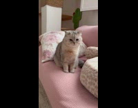 Compilation video of different cats inside house
