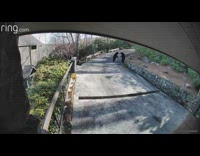 Two black bears on driveway fight footage