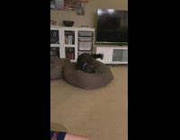 Black dog adjusts brown beanbag blue collar 